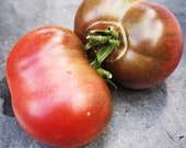 Tomatensamen Schwarze Krim - Black Krim Tomato - Crimee de Noire - süß-saftige Fleischtomate deutscher Herkunft