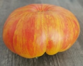 Ananas - gelb-rote Fleischtomate
