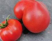 Bellstar - frühe Balkontomate