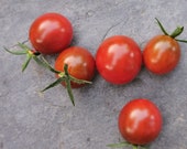 Mini Schoko - süße Aromaexplosion