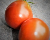 Schwarze Birne - historische dunkle Tomate