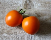 Orange Favorit - historische Tomate