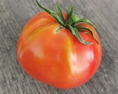 Ruth's Perfect - robuste Fleischtomate