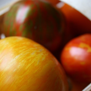 Può includere: Primo piano di un cesto di legno pieno di pomodori maturi. I pomodori variano di colore, con sfumature di giallo, arancione, rosso e verde. I pomodori hanno una superficie liscia e lucida. L'immagine evidenzia la freschezza e la varietà dei prodotti.