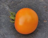 Goldene Königin - gelbe Cocktailtomate