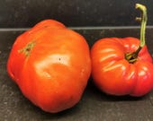 Marianna's Peace - Böhmische Fleischtomate