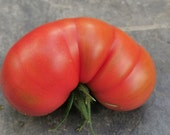 Königin der Frühen - historische Tomate