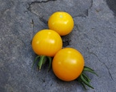 Bolivianische Obsttomate - köstliche gelbe Minis