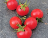 Philovita - süß-aromatische Cocktailtomate - reiche Ernte