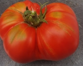 Hillbilly - saftige Fleischtomate mit viel Geschmack