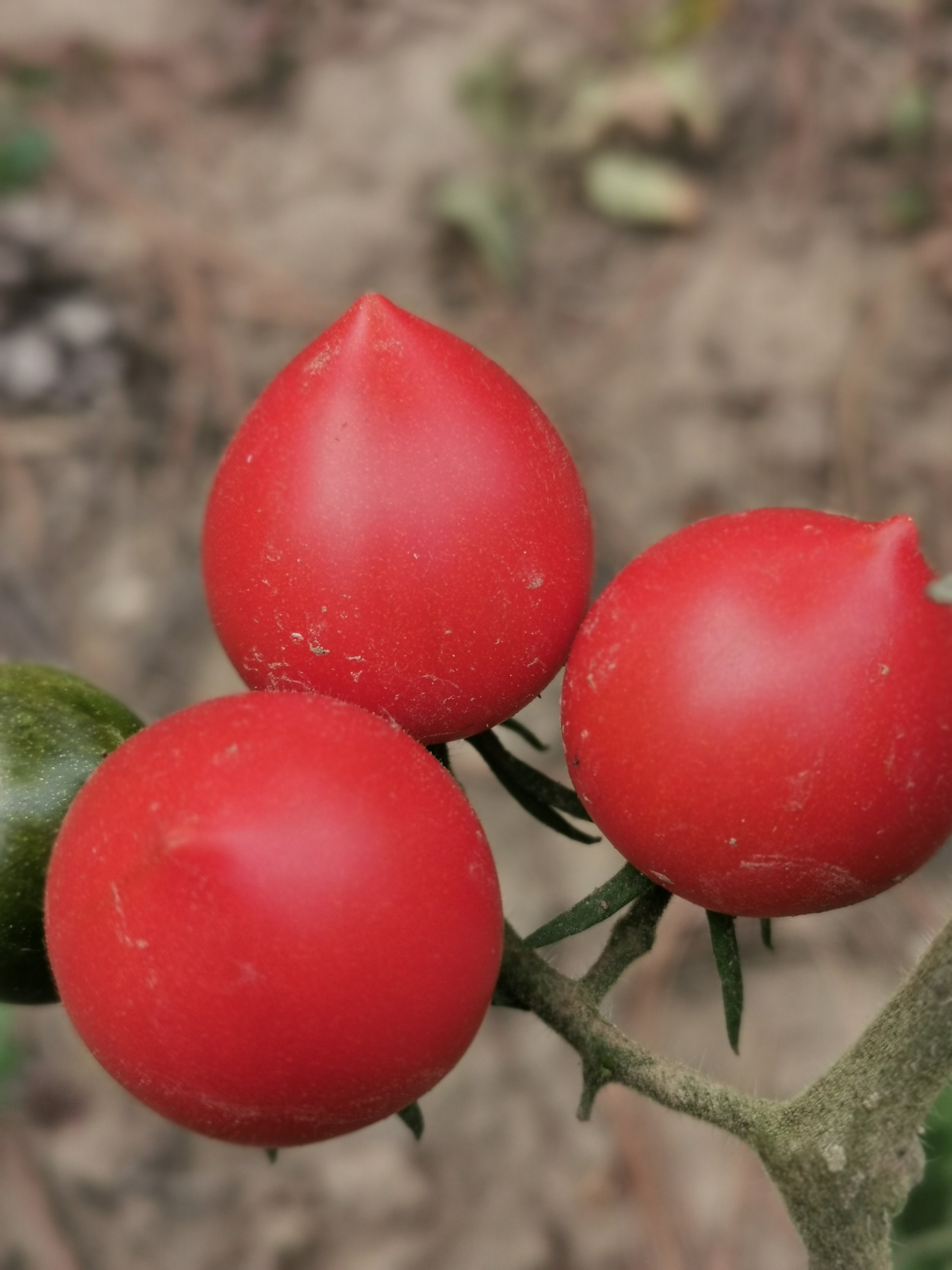Ruthje - aromatisch-süße Tomate - Etsy.de