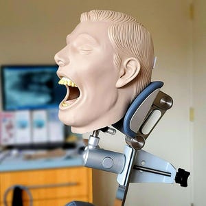 May include: A dental training mannequin with an open mouth, showing yellow teeth. The mannequin is attached to a metal stand with a blue and gray neck brace.