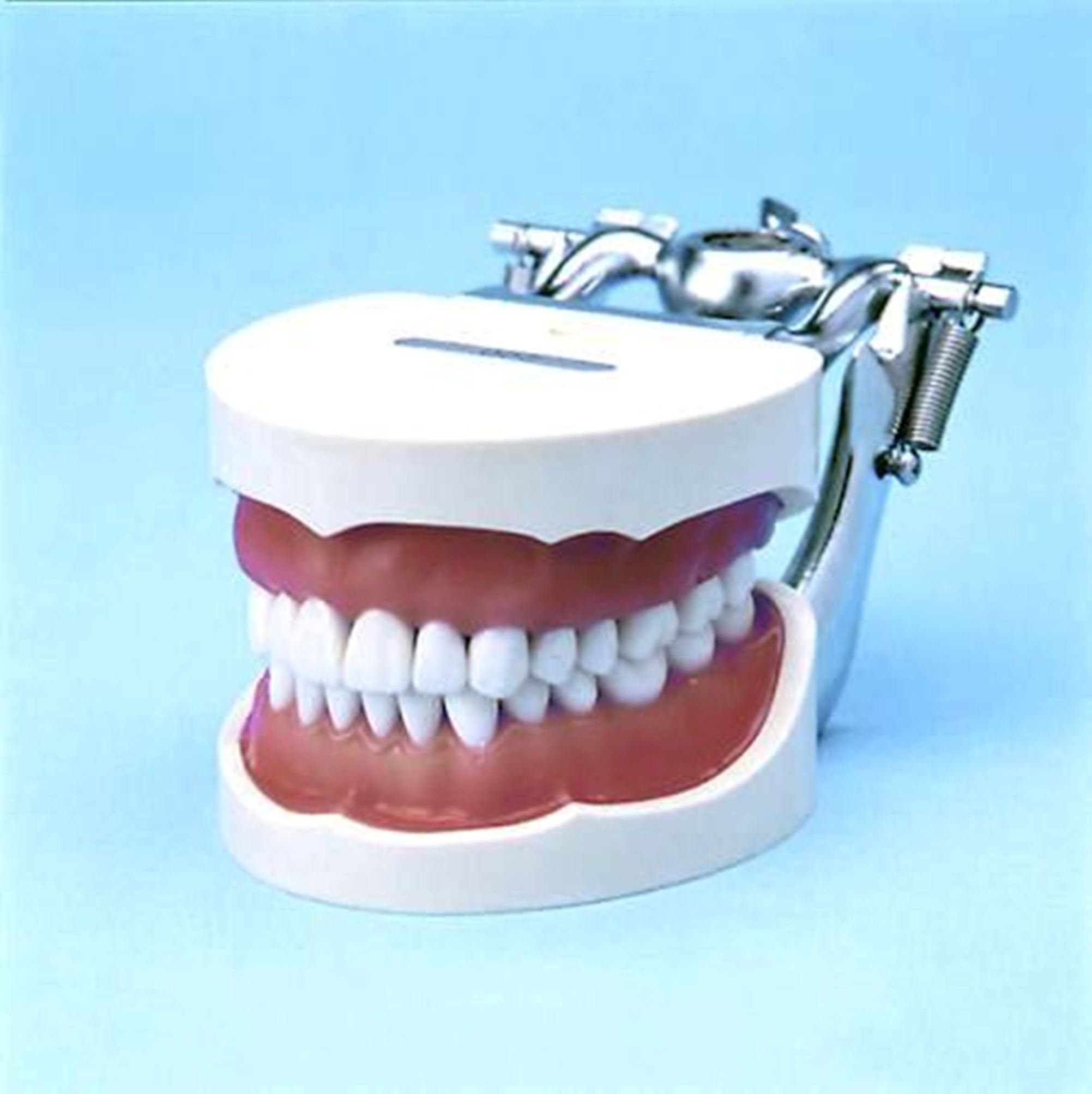 Dental Training Manikin Auxiliary Practice Simulator Used in Dental