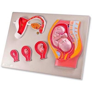 Human Fetus Development Education Model Pregnancy Embrio Model 5 Parts