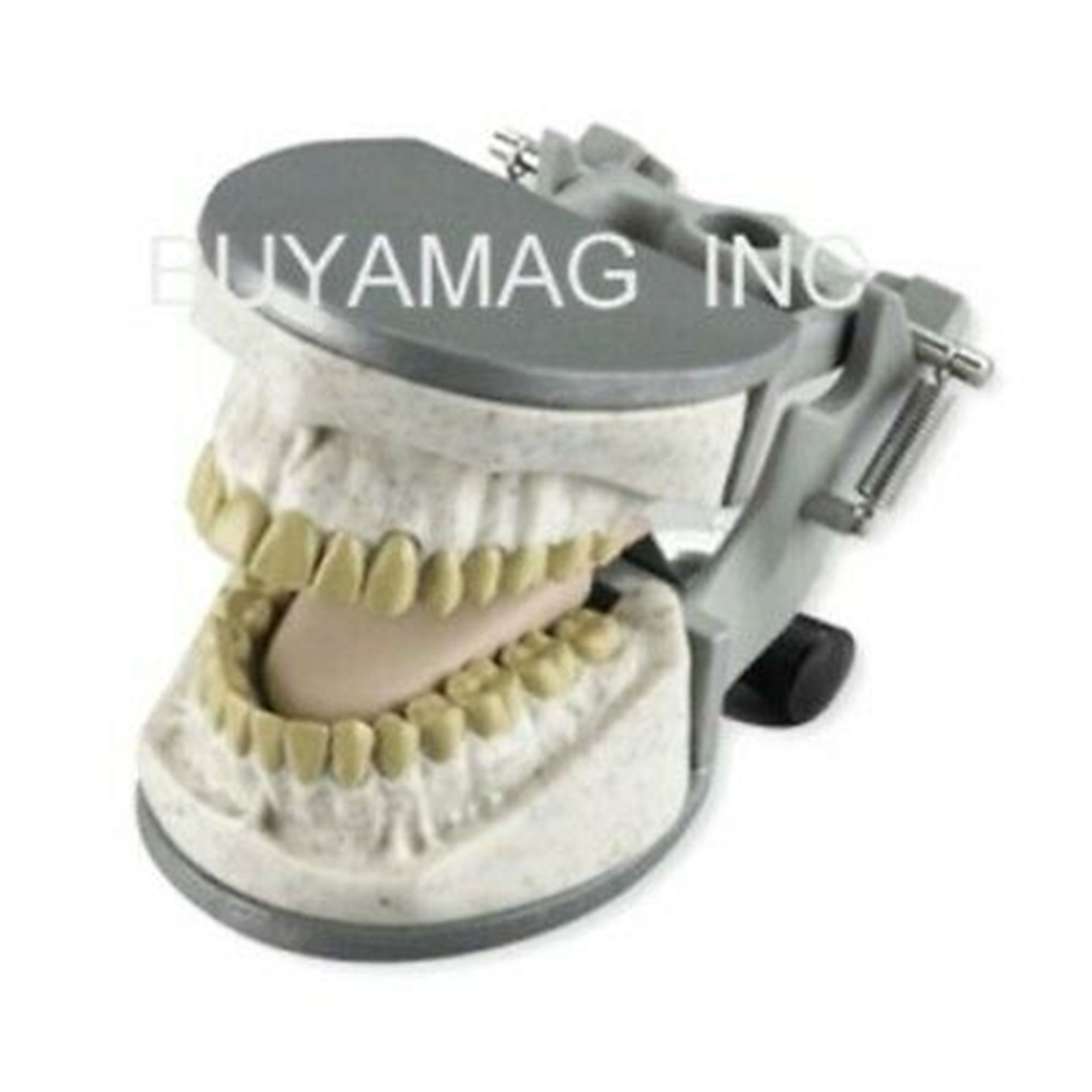 Dental Xray Manikin Practice Simulator Phantom Education Head Complete