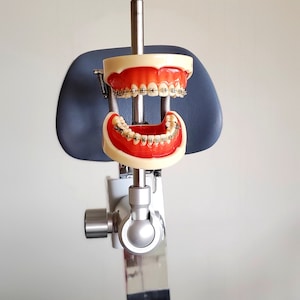 May include: A dental model with braces on both the upper and lower teeth, mounted on a silver stand. The model is attached to a blue padded headrest.