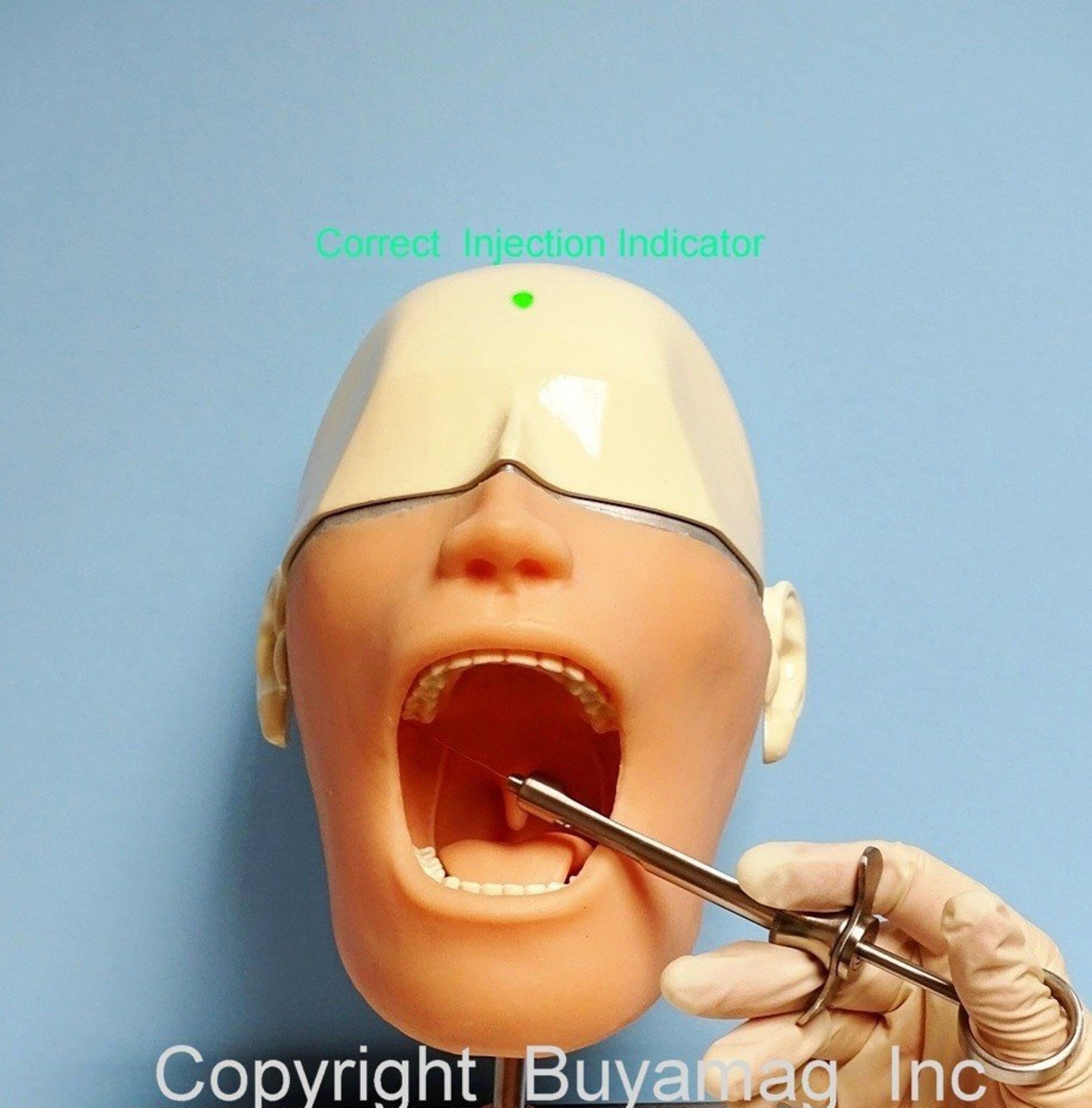 Dental Oral Anesthesia Simulator Practice Manikin Phantom Head Model Etsy