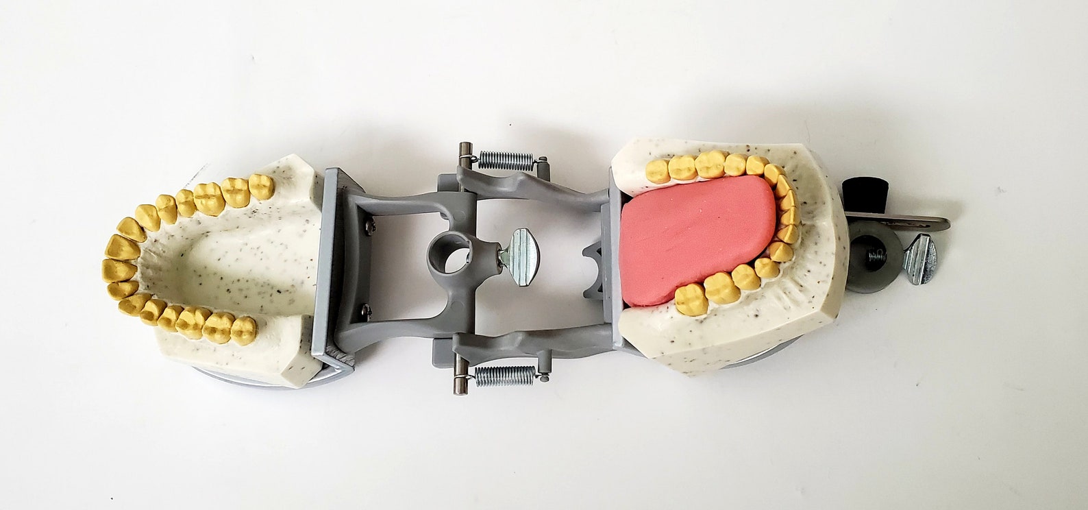 Dental Xray Manikin Practice Simulator Phantom Education Head Complete
