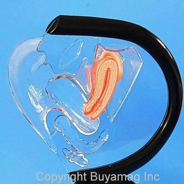 Simulador de maniquí pélvico modelo anticonceptivo anticonceptivo femenino