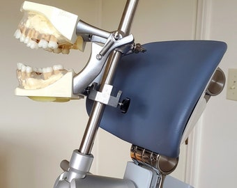 Periodontal Hygiene Practice Mankin Model Training Simulator Complete With Calculus On Teeth