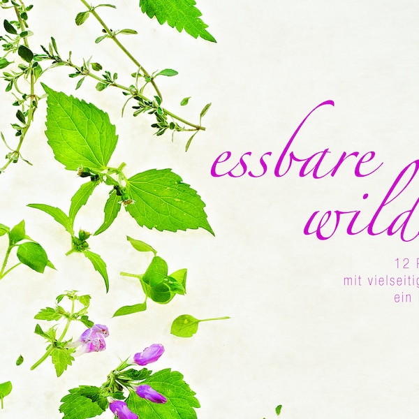 Edible wild herbs 12 postcards as a set, nature, wild herbs, plants, herbs, postcard, card, card set, gift, photo postcard