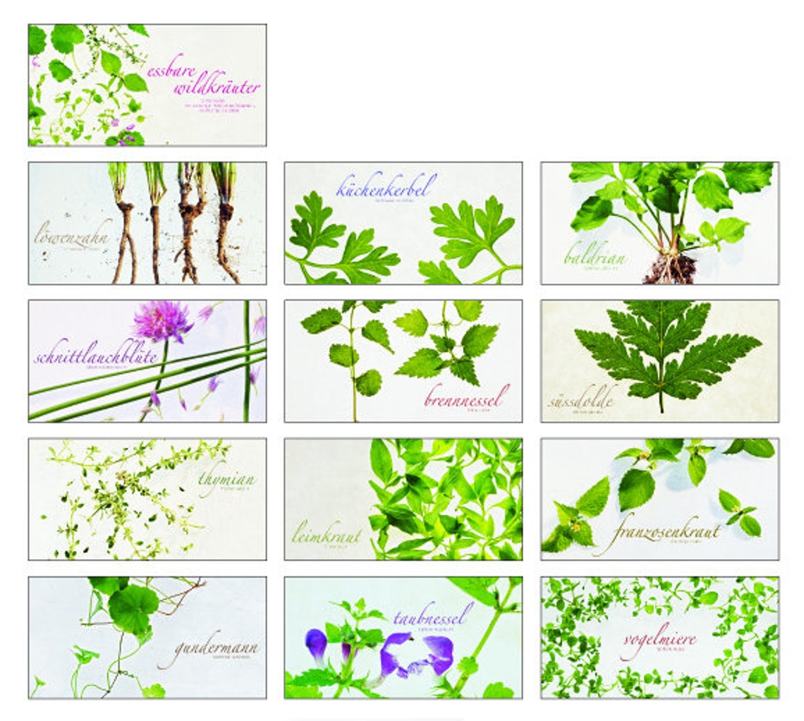 Essbare Wildkräuter 12 Postkarten als Set, Natur, Wildkräuter, Pflanze