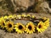 Sunflower crown Sunflower headband baby Flower girl crown fall Wedding flower crown for women Baby Child flower crown Bridal flower Crown 