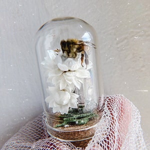 Honey Bee Display Dome Art, Curiosity Oddity Natural History Mini terrarium Apothecary Specimen Altar Wiccan Occult Tools Hedge witch Tools