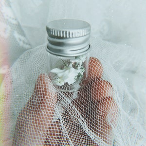 Rattlesnake Vertebrae Snake Vial Curiosity Oddity Natural History Real ...