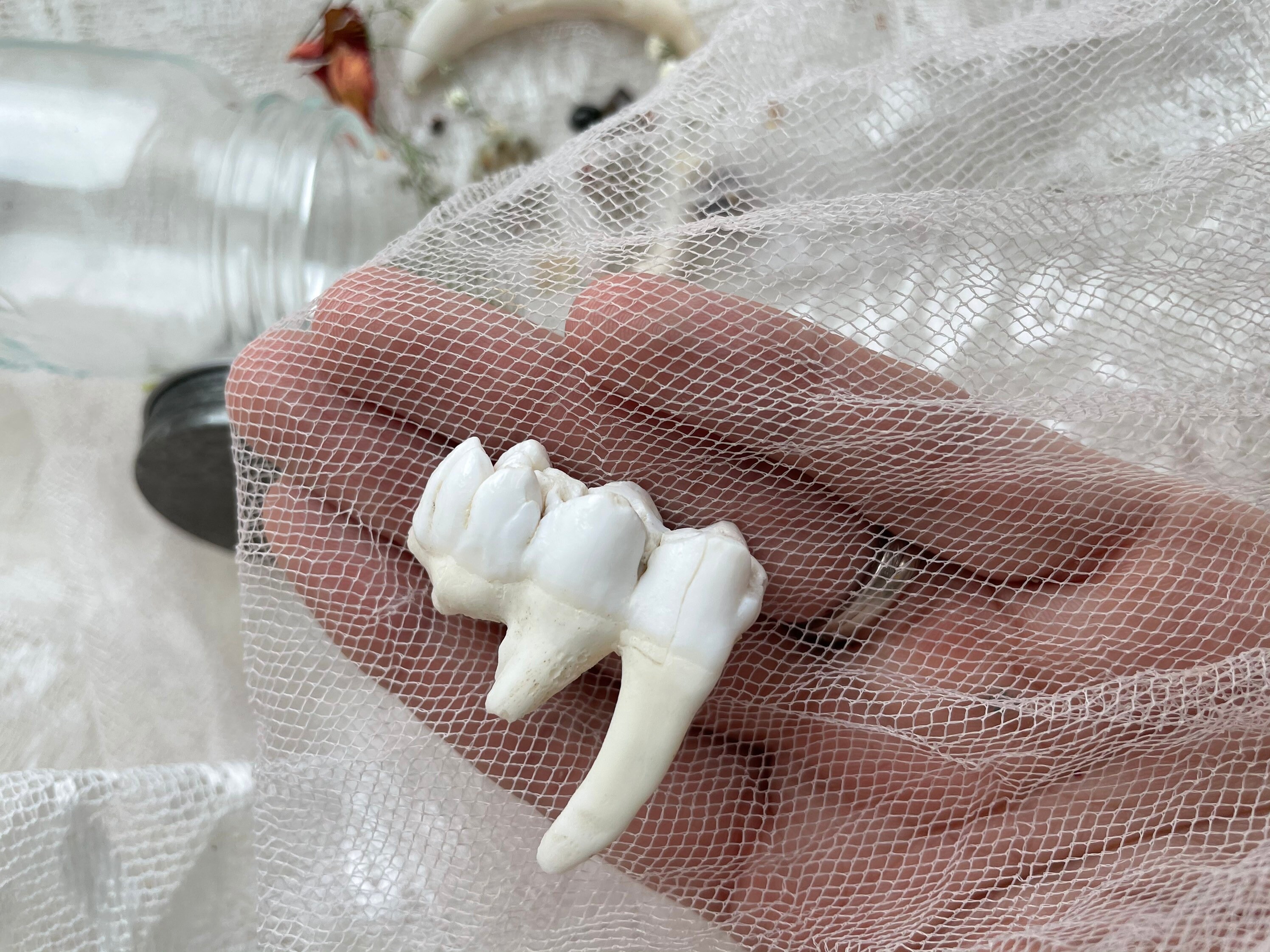 El Jabalí Muestra Los Dientes Mientras Ruge En El Bosque | Imagen