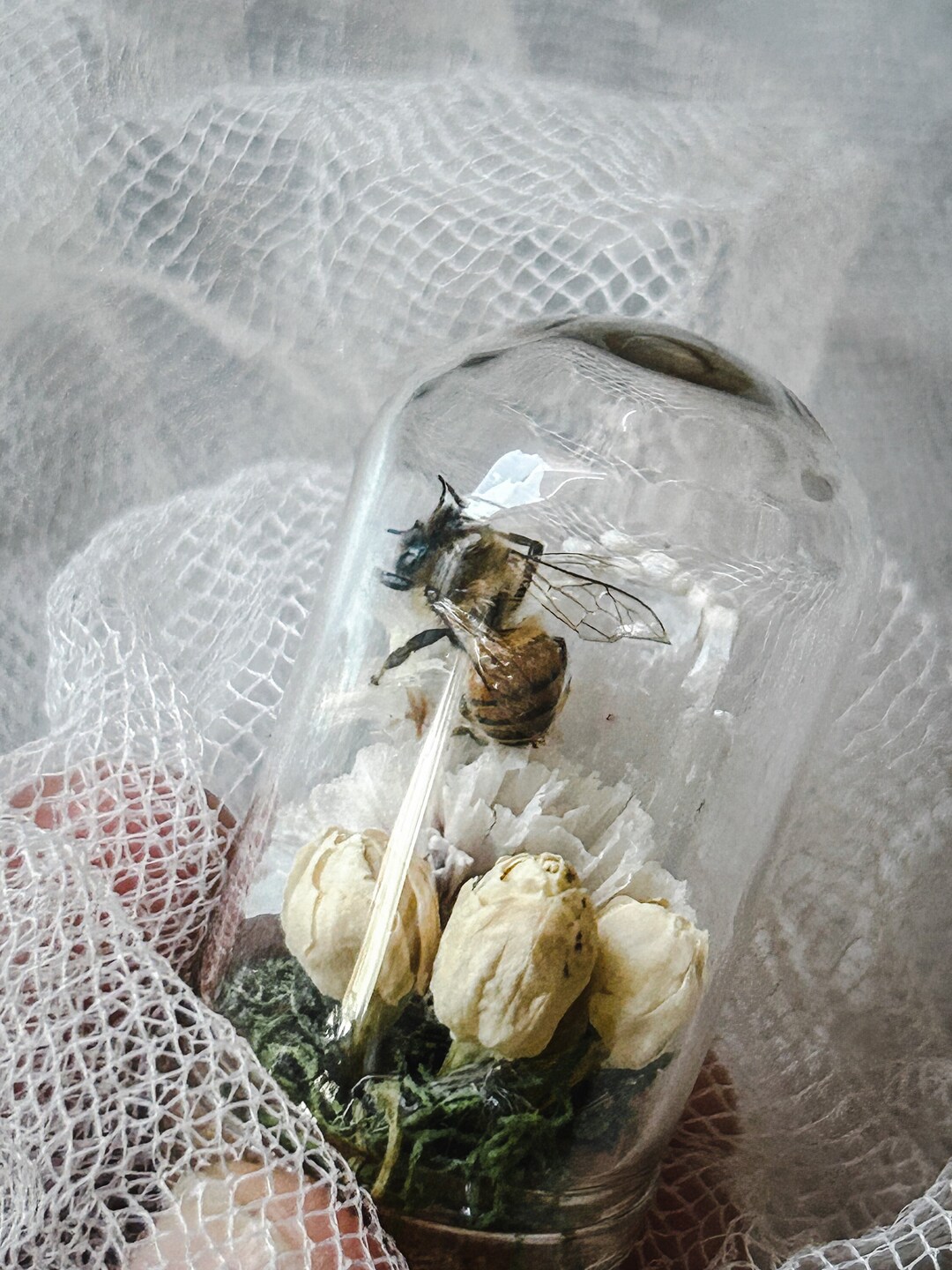 Honey Bee Display Dome Art Curiosity Oddity Natural History Etsy