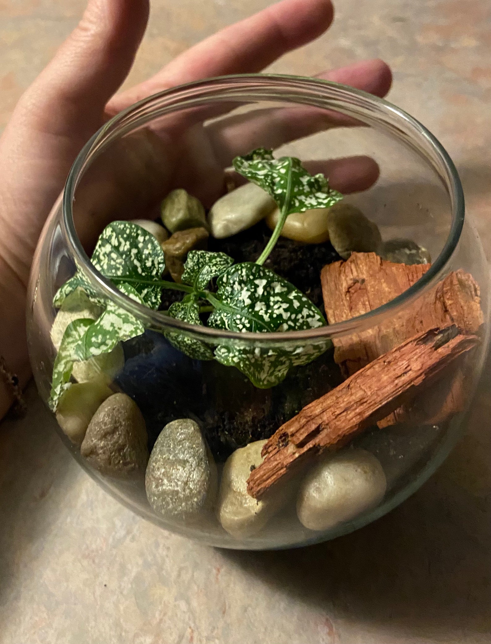 GLASS BOWL TERRARIUM Kit Includes Glass Globe Bowl Polished Etsy