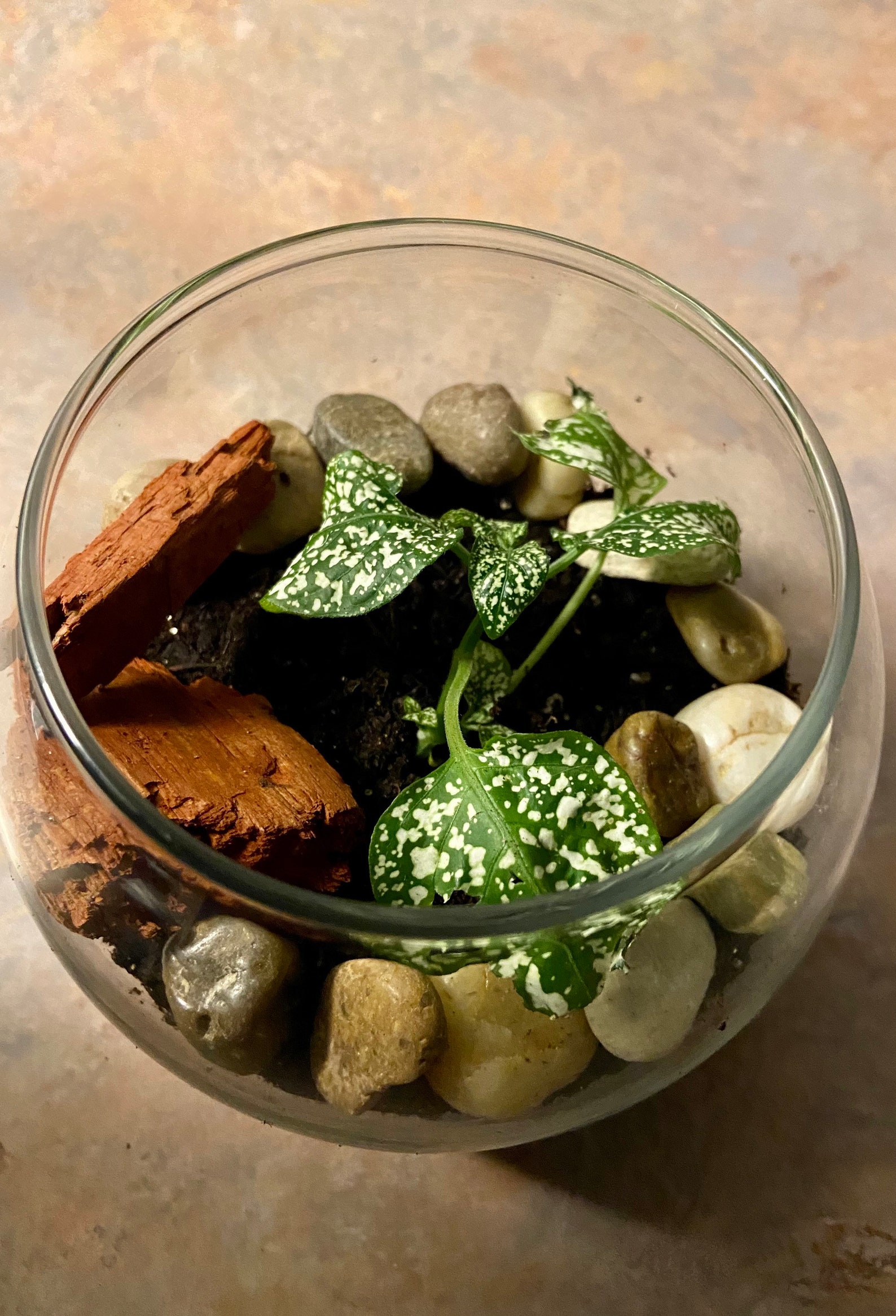 GLASS BOWL TERRARIUM Kit Includes Glass Globe Bowl Polished Etsy