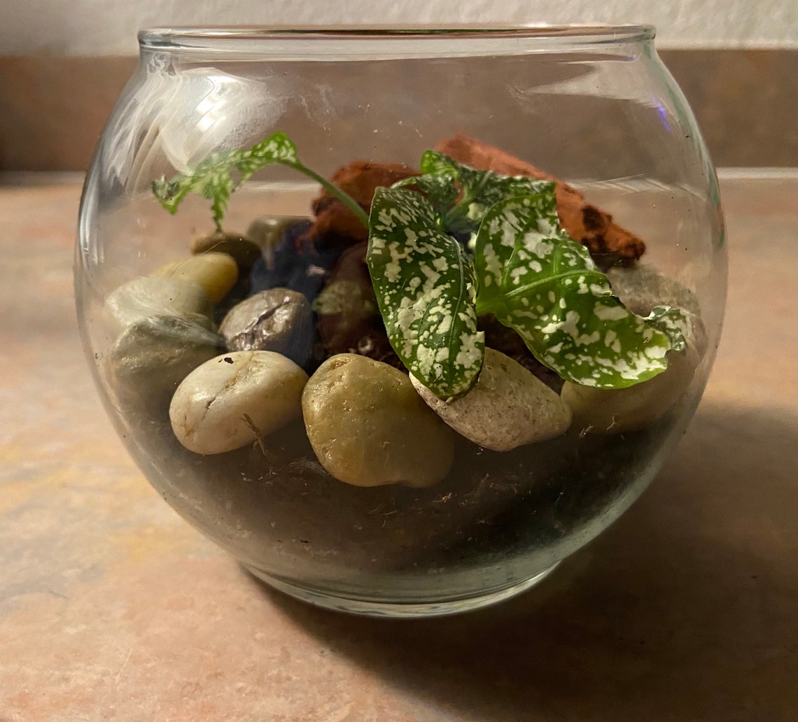 GLASS BOWL TERRARIUM Kit Includes Glass Globe Bowl Polished Etsy