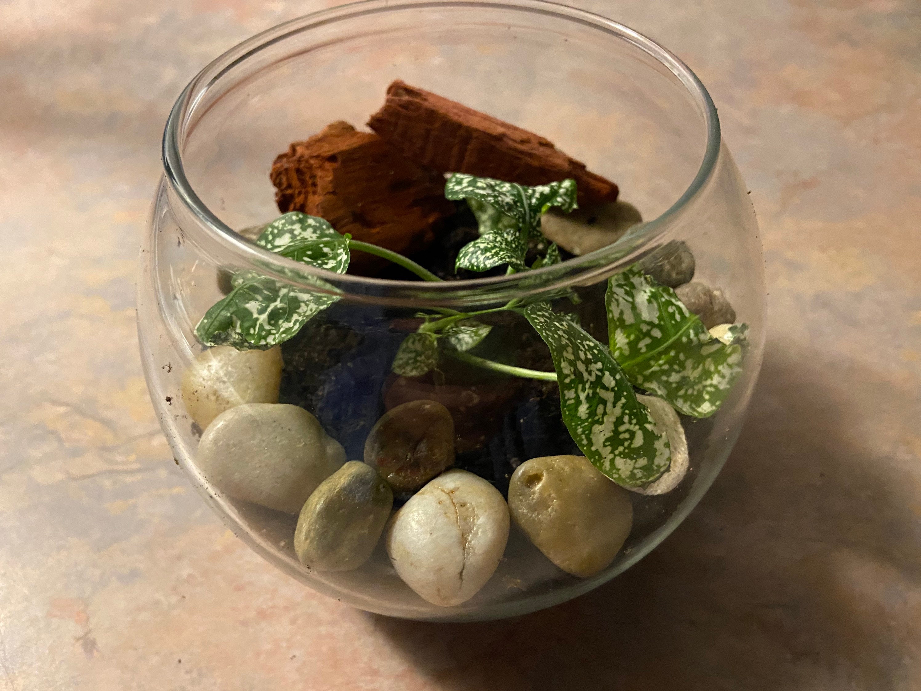 GLASS BOWL TERRARIUM Kit Includes Glass Globe Bowl Polished Etsy