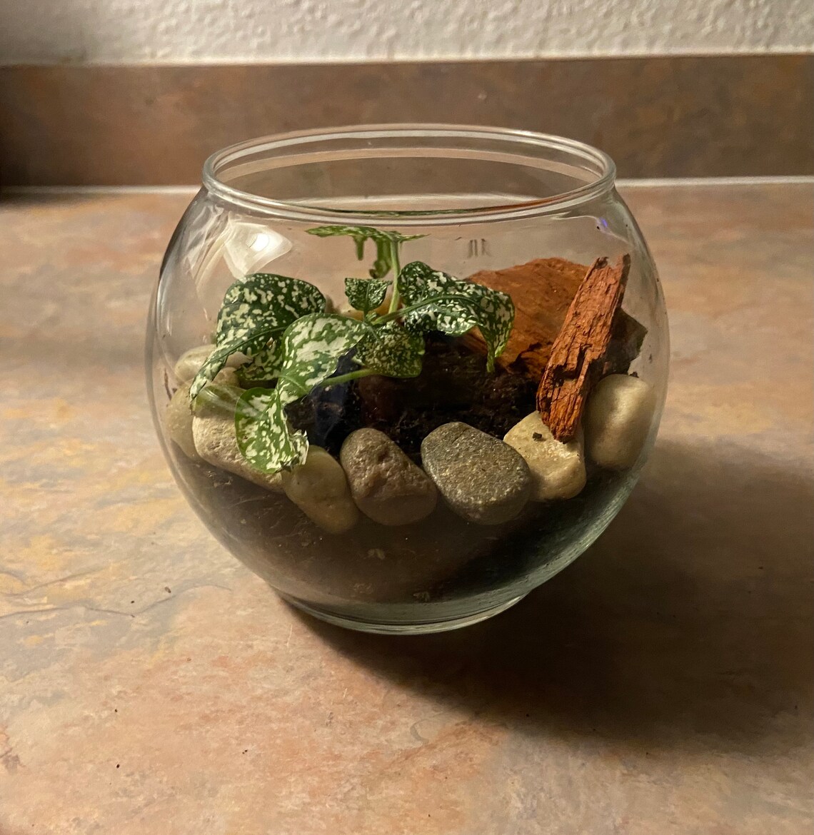 GLASS BOWL TERRARIUM Kit Includes Glass Globe Bowl Polished Etsy