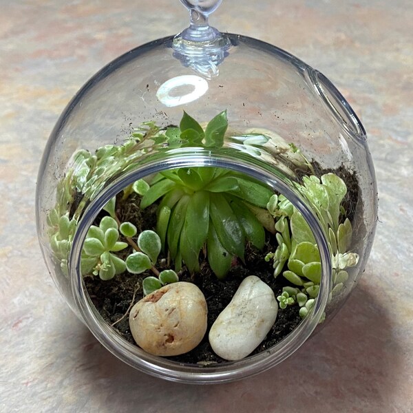 Globe Terrarium Etsy