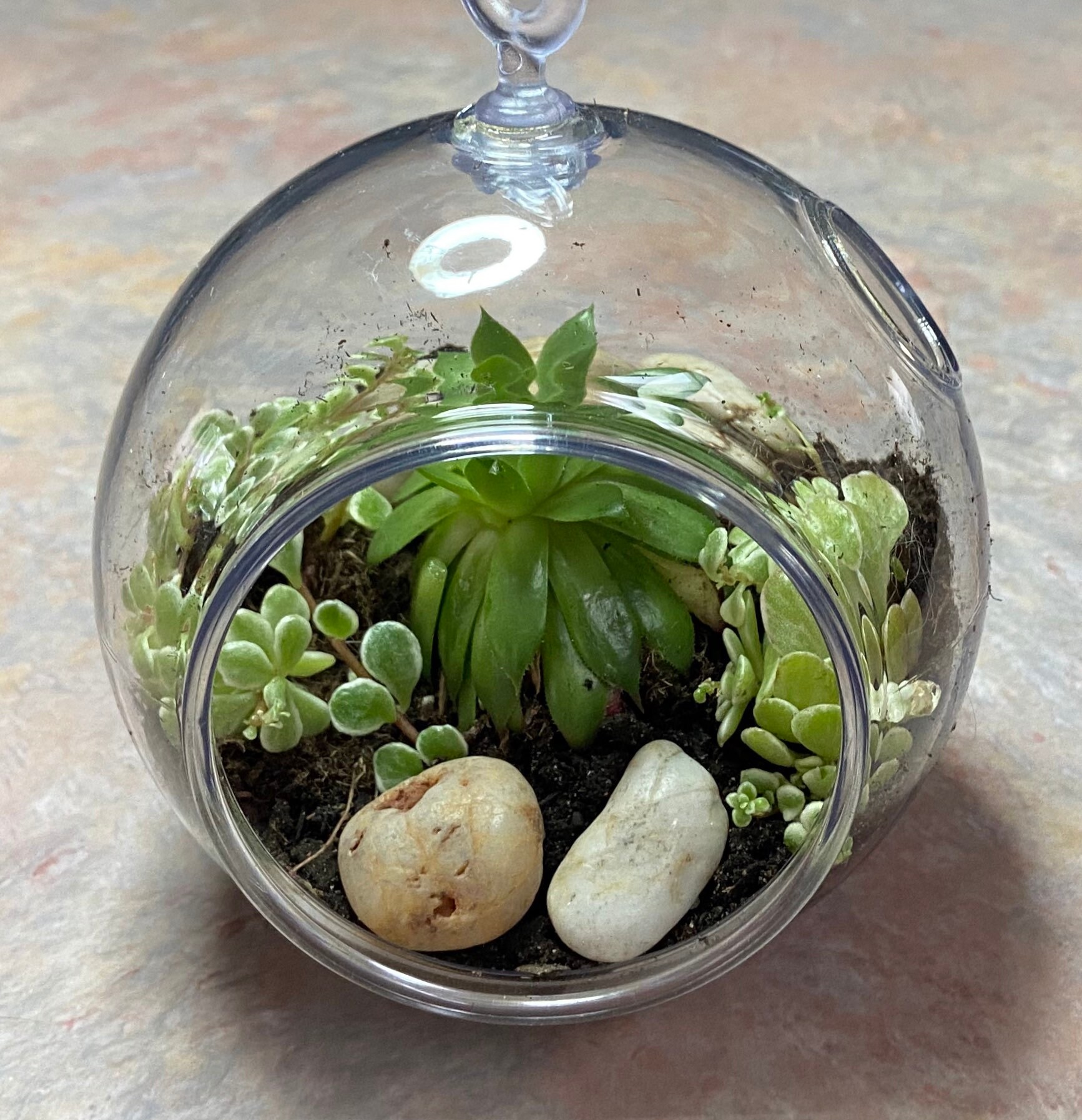DIY ROUND TERRARIUM Globe Only 5 Small Globe Only Desk or Etsy