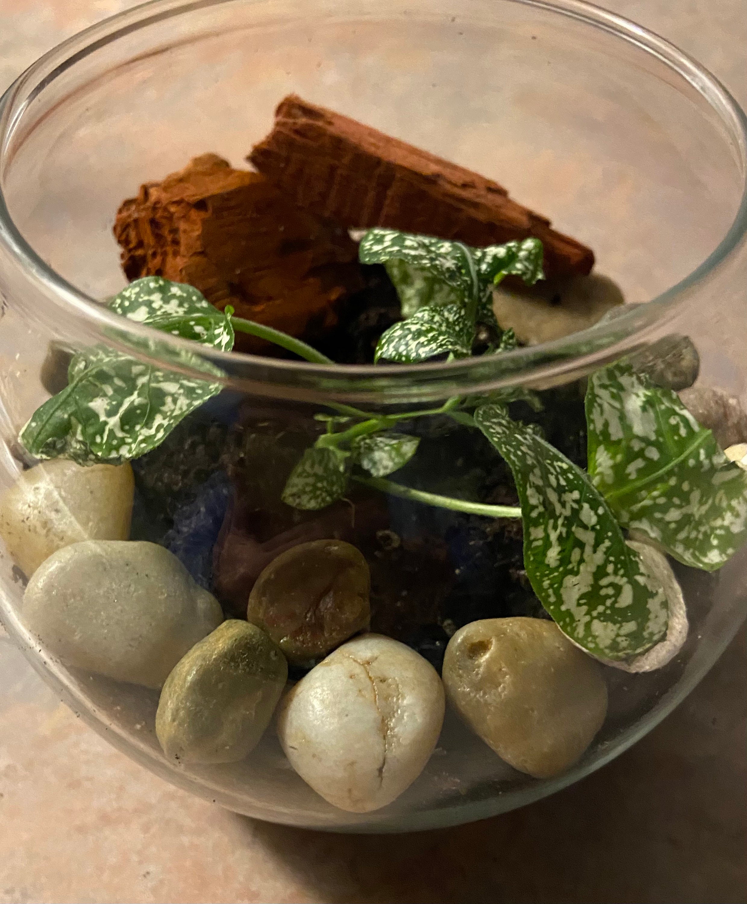 GLASS BOWL TERRARIUM Kit Includes Glass Globe Bowl Polished Etsy