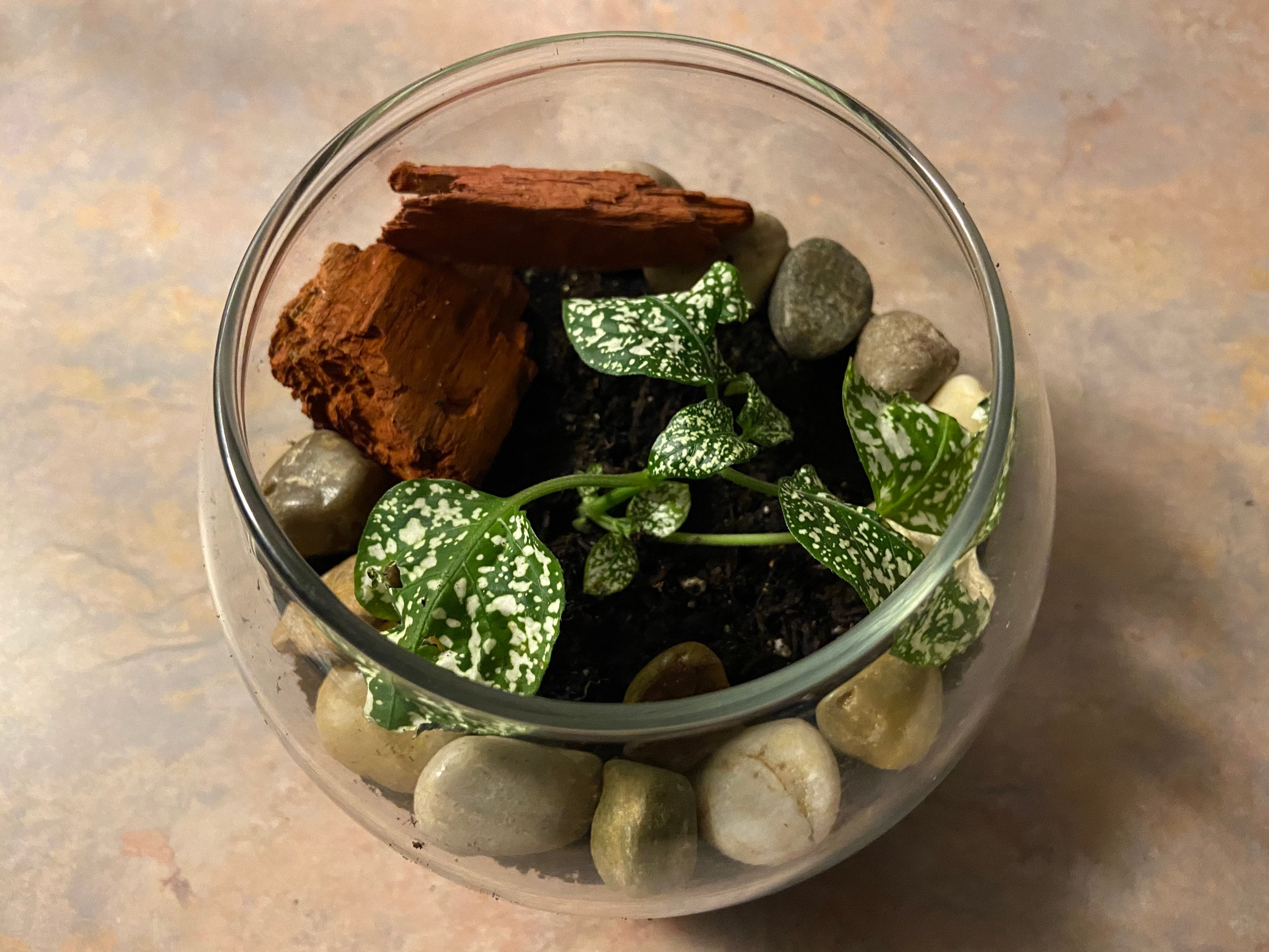 GLASS BOWL TERRARIUM Kit Includes Glass Globe Bowl Polished Etsy