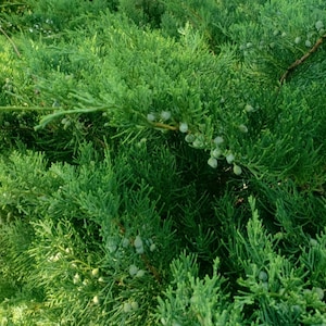 Fresh Wild Growing Juniper Branches, Organic, Sacred Wood for Rituals, Magical & Medicinal, 14-24&quot;+ long, Cut to Order, shipped immediately!