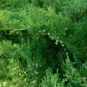 Fresh Wild Growing Juniper Branches, Organic, Sacred Wood for Rituals, Magical & Medicinal, 8 ounces, Cut to Order, shipped immediately!
