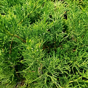 May include: A close-up of a lush green bush with fine, needle-like leaves. The foliage is dense and creates a textured background.