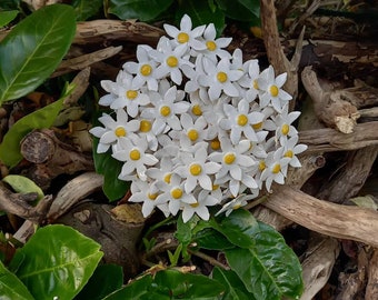 10 Keramikblumen weiß  in Sternchenform
