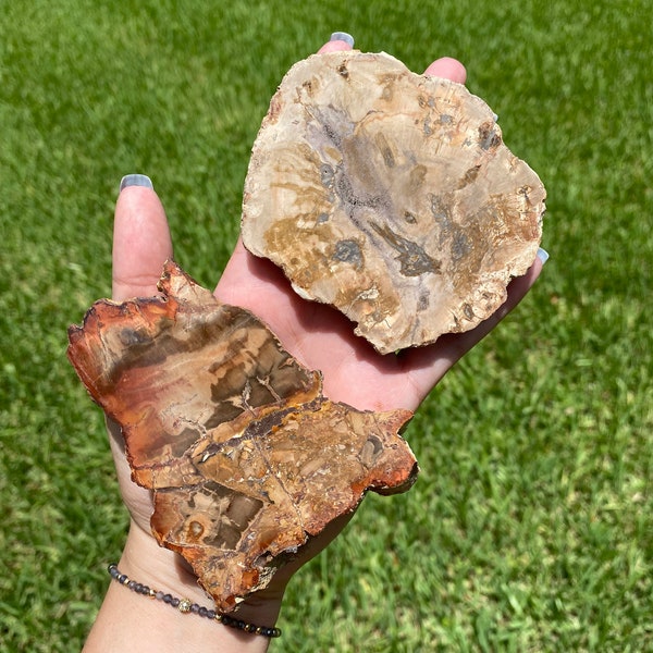 Petrified Wood Slab - petrified wood slice - mineral specimen -fossilized wood -healing crystals stones -home decor- Fossil metaphysical