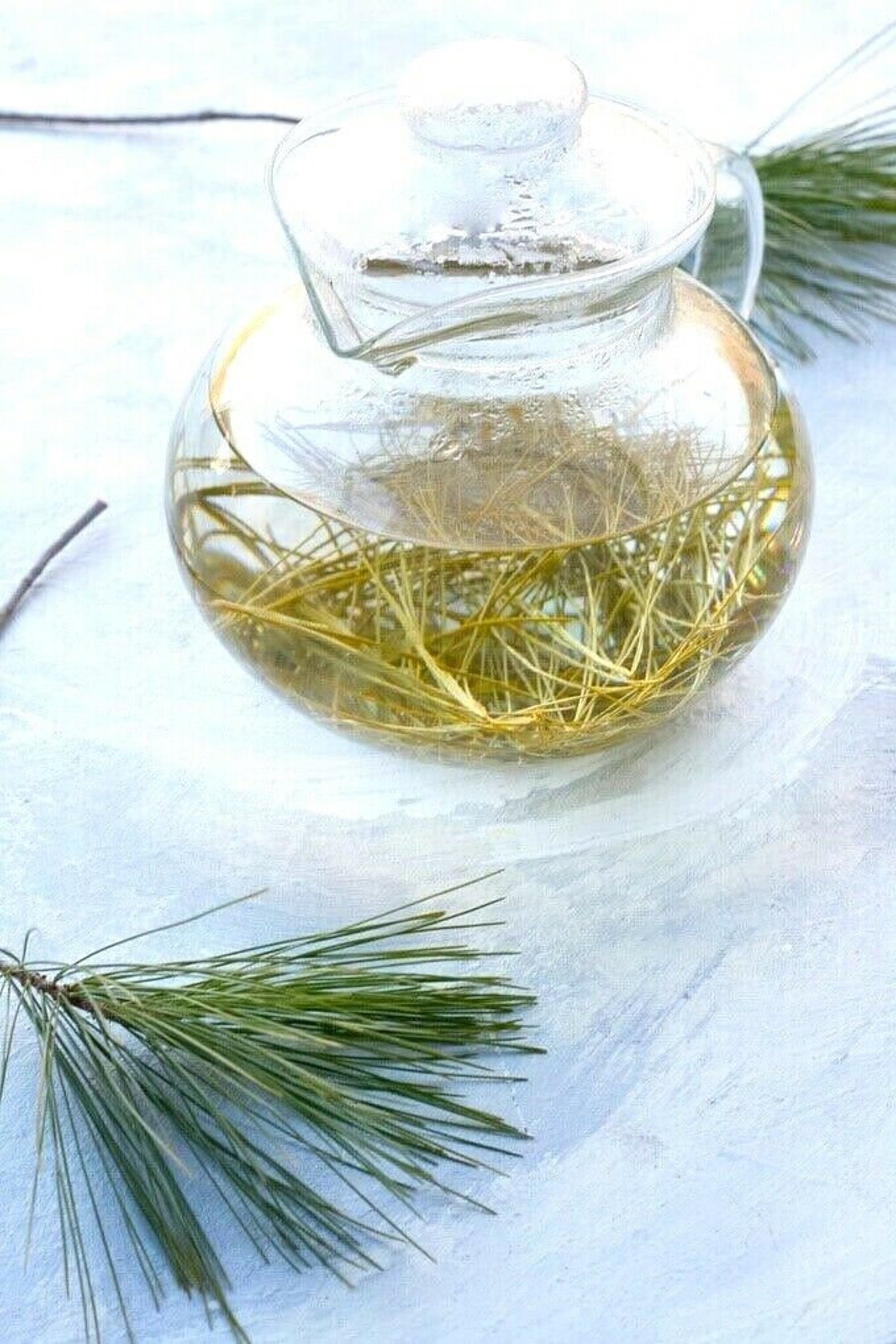 White PINE Needle Loose Leaf Tea 4 oz Bag BEST QUALITY Etsy