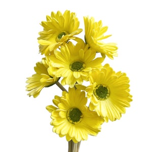 Lifelike Set of 6 Gerbera Barberton Daisy Artificial Flower Stems for Home Decoration Yellow