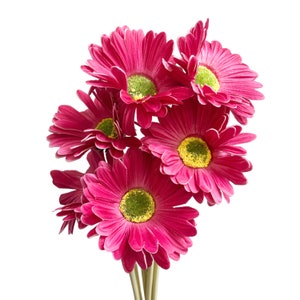 Lifelike Set of 6 Gerbera Barberton Daisy Artificial Flower Stems for Home Decoration Magenta