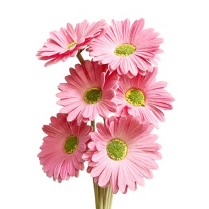 Lifelike Set of 6 Gerbera Barberton Daisy Artificial Flower Stems for Home Decoration Pink