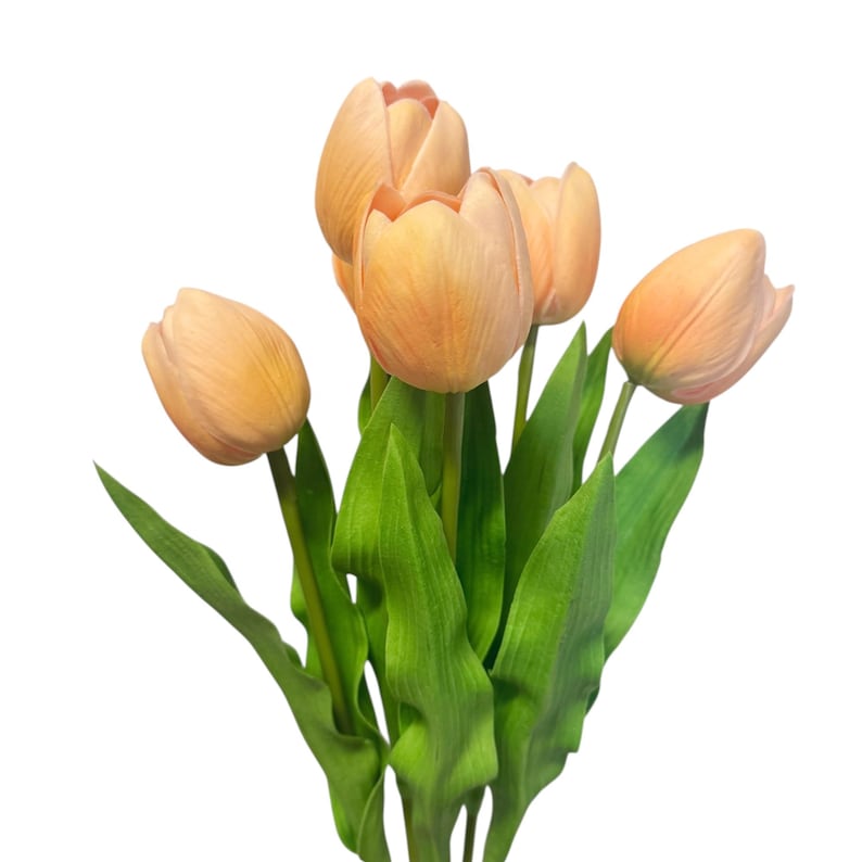 20 inch Tall Real Touch Tulip Stems in Various Colors (Set of 6) Champagne